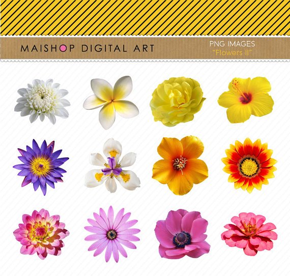 Flowers Clipart - Flowers Images - Digital Collage Sheet - Flowers II