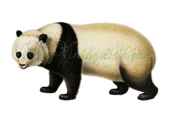 AMAZING MAMMAL-001 picture of Giant P, a vintage print