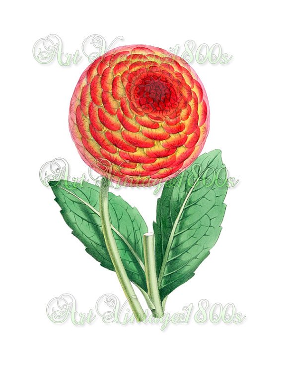 BEAUTIFUL FLOWER-006 Dahlia vintage print