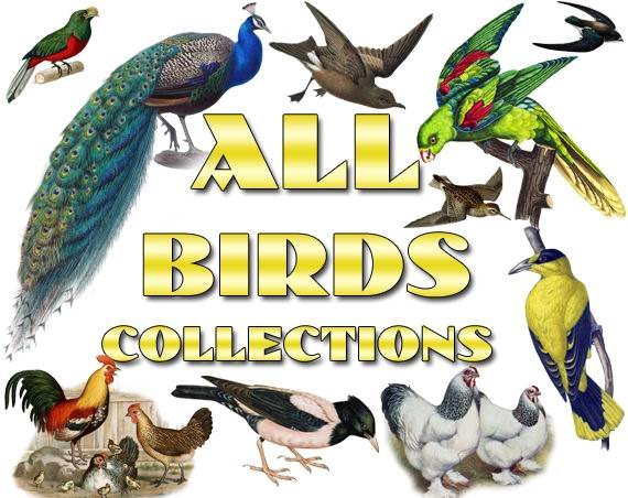 BIRDS Collections 1-169 with 26 300 vintage print