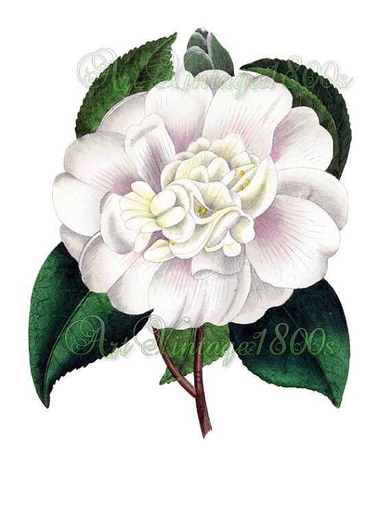 BEAUTIFUL FLOWER-014 Camellia pomponia vintage print