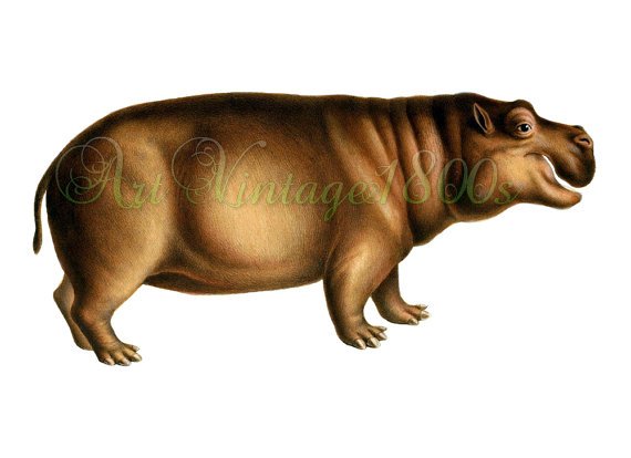 AMAZING MAMMAL-002 picture of Pygmy Hippopotamus vintage print