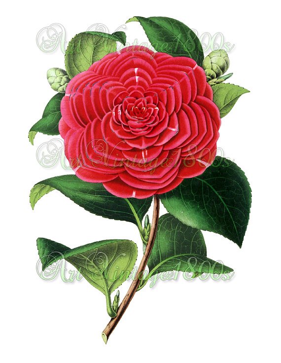 BEAUTIFUL FLOWER-013 Camellia vintage print