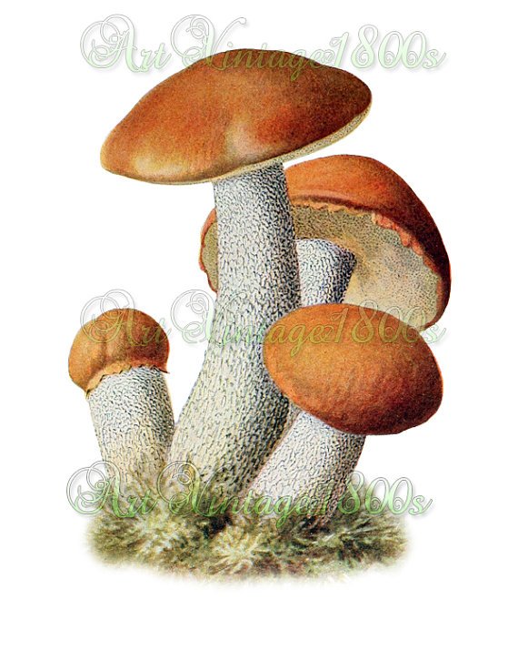 EDIBLE MUSHROOM-001 Orange-cap Boletus vintage print
