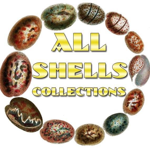 SHELLS Collections 1-54 with 10 600 vintage print