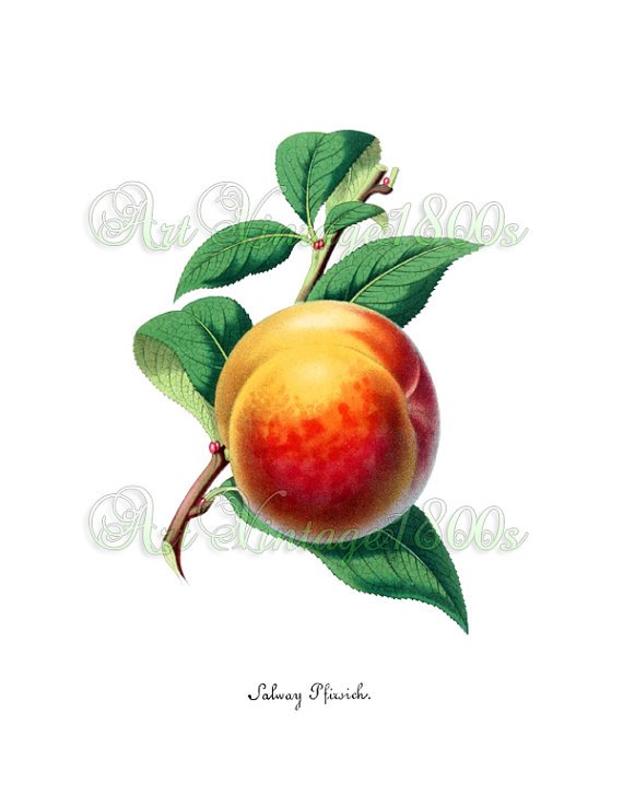 JUICY FRUIT-001 Peach vintage print