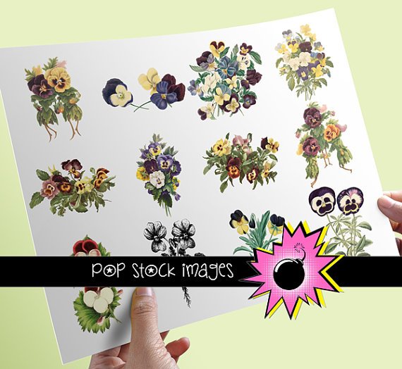 PANSY Blooms Assortment - 12 INDIVIDUAL Assorted vintage print