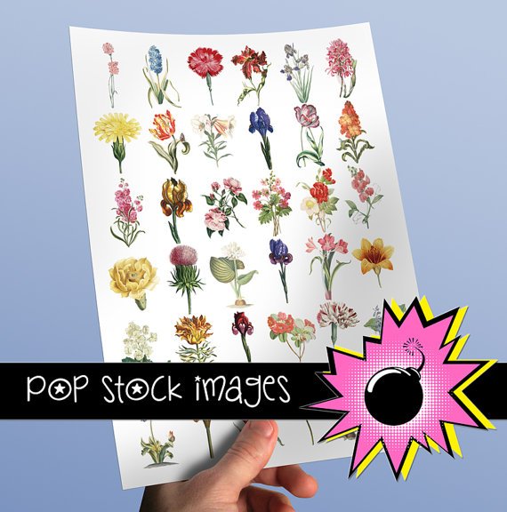 Floral Blossoms & Blooms - INDIVIDUAL Assorted vintage print