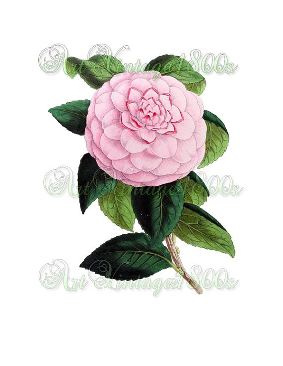 BEAUTIFUL FLOWER-004 Camellia vintage print