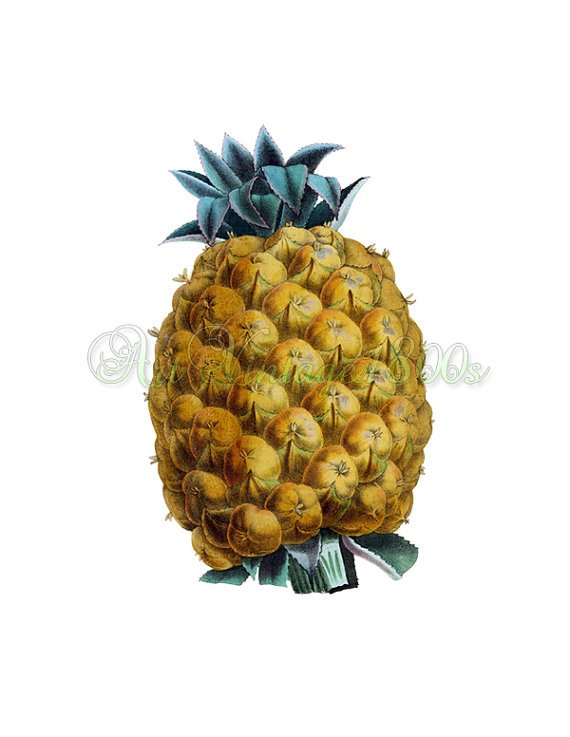 JUICY FRUIT-004 Pineapple Ananas ;Otahiti vintage print