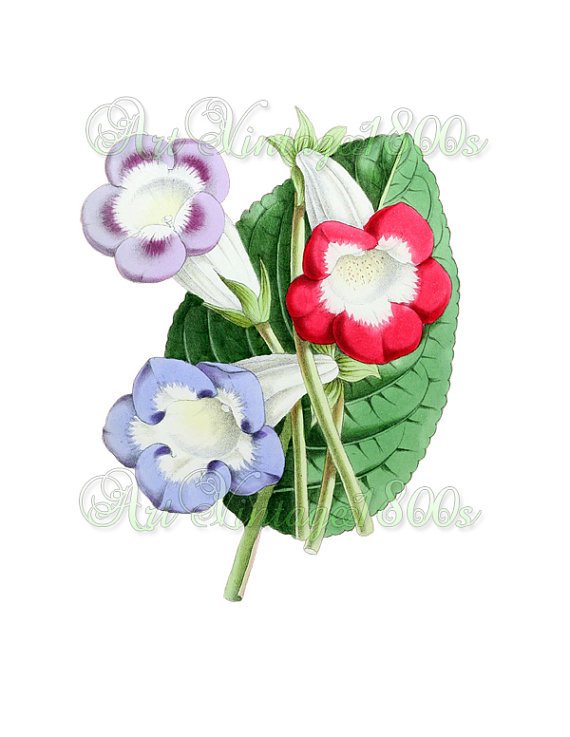 BEAUTIFUL FLOWER-012 Gloxinias vintage print