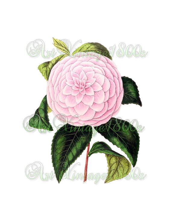 BEAUTIFUL FLOWER-009 Camellia vintage print