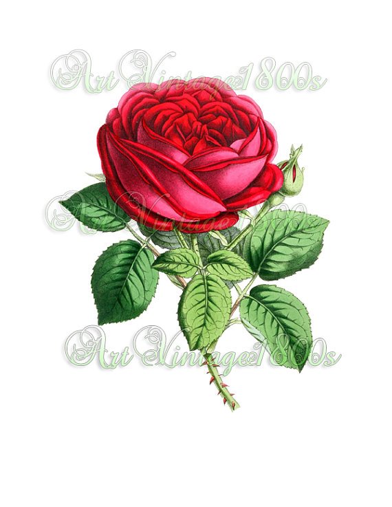 BEAUTIFUL FLOWER-002 Rose vintage print