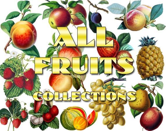 FRUITS , VEGETABLES Collections 1-20 with 1800 vintage print