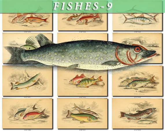 FISHES-9 157 vintage print