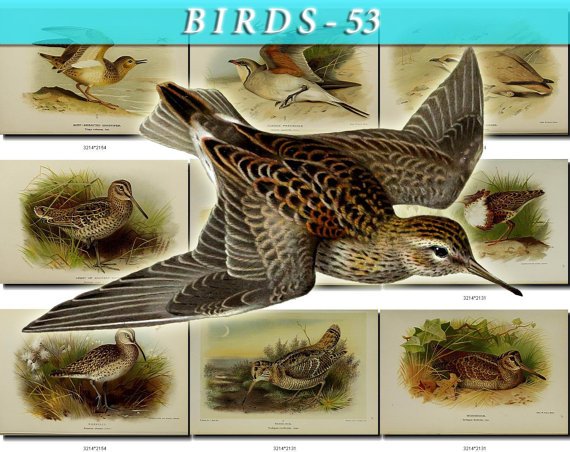 BIRDS-53 59 vintage print