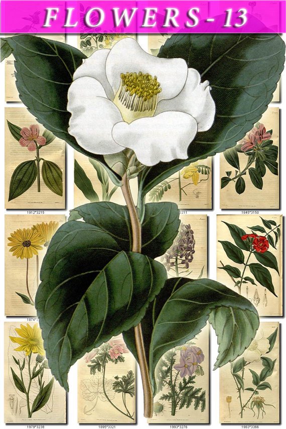 FLOWERS-13 269 vintage print