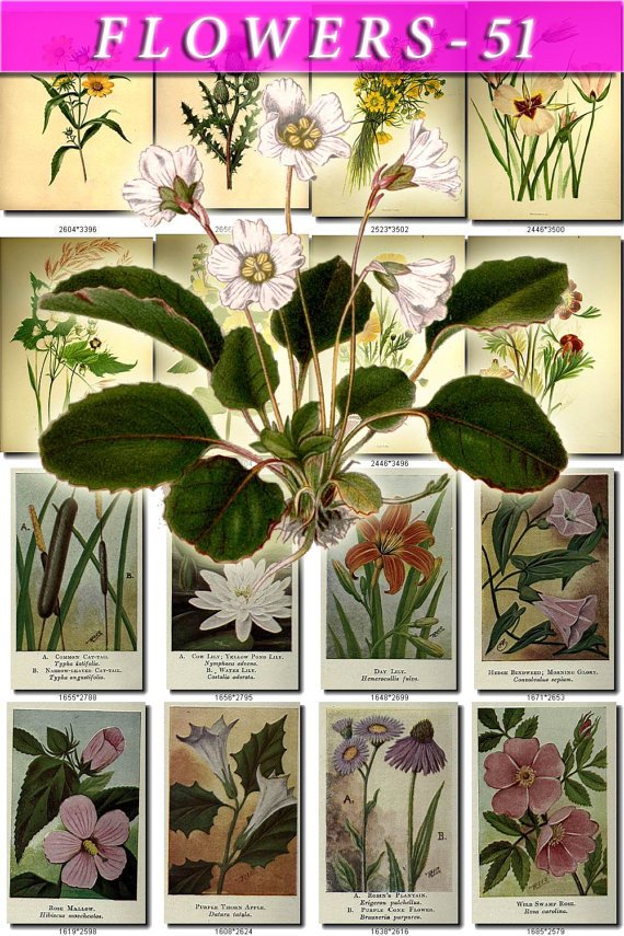 FLOWERS-51 251 vintage print