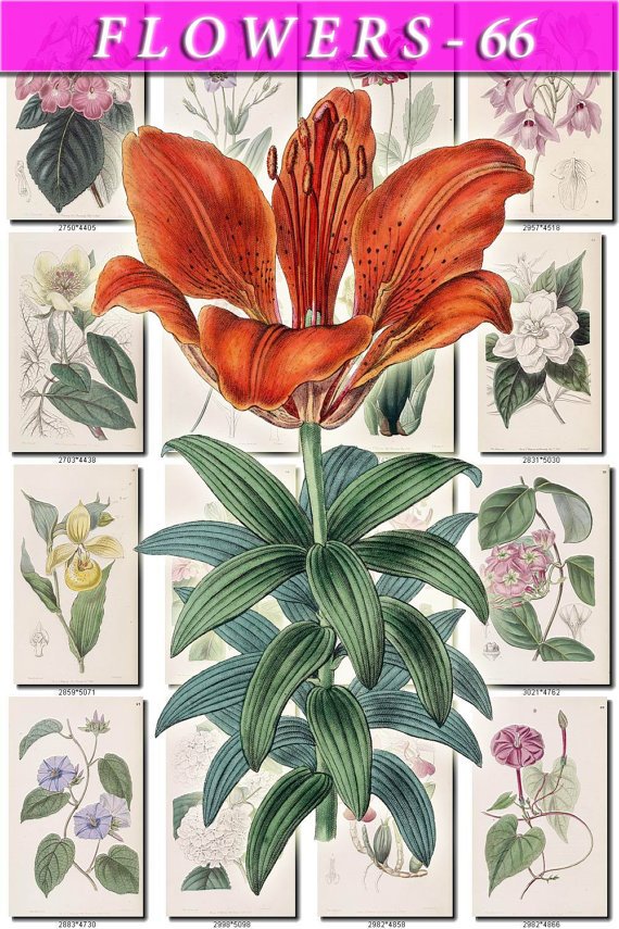 FLOWERS-66 208 vintage print