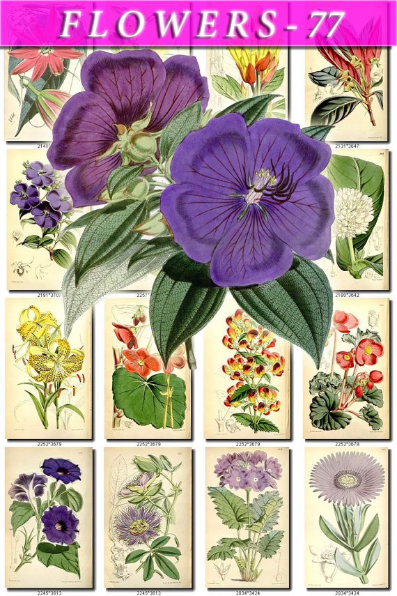 FLOWERS-77 262 vintage print