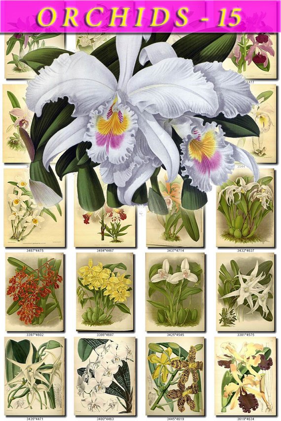 ORCHIDS-15 flowers 291 vintage print