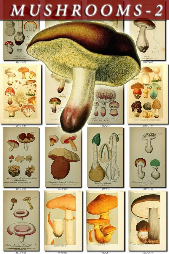 MUSHROOMS-2 344 vintage print