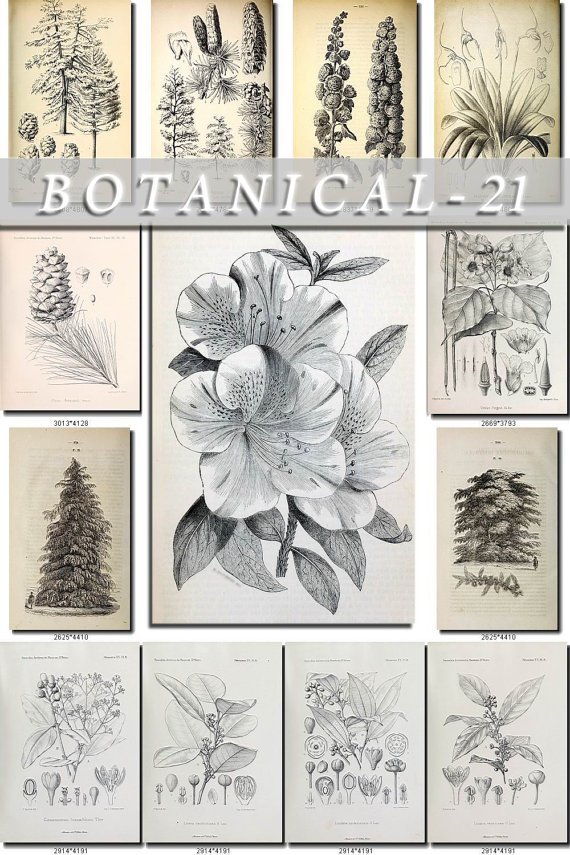 BOTANICAL-21-bw 257 black-, -white vintage print