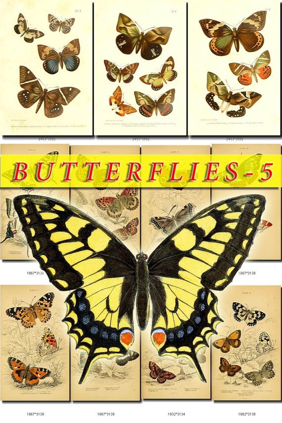 BUTTERFLIES-5 213 vintage print