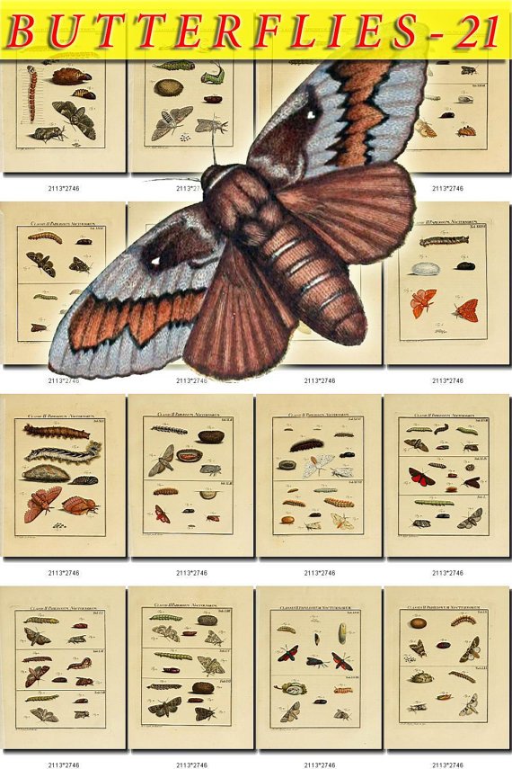 BUTTERFLIES-21 139 vintage print