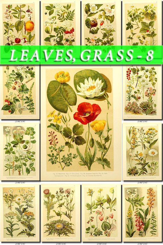 LEAVES GRASS-8 255 vintage print