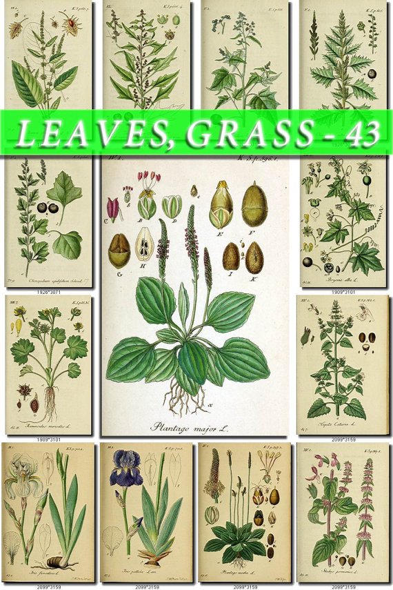 LEAVES GRASS-43 208 vintage print