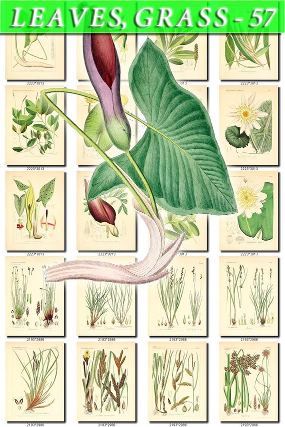 LEAVES GRASS-57 198 vintage print