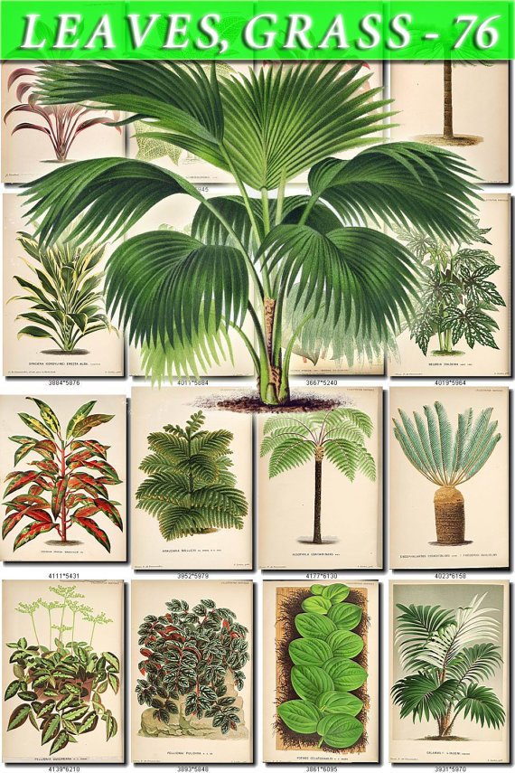 LEAVES GRASS-76 274 vintage print