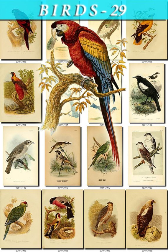 BIRDS-29 214 vintage print