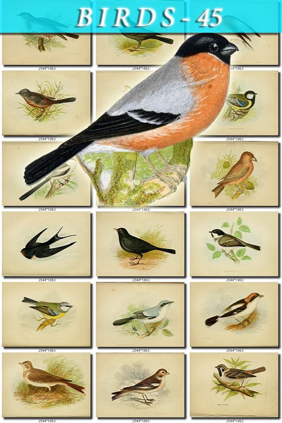 BIRDS-45 206 vintage print