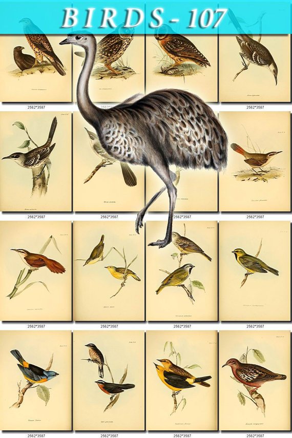 BIRDS-107 122 vintage print