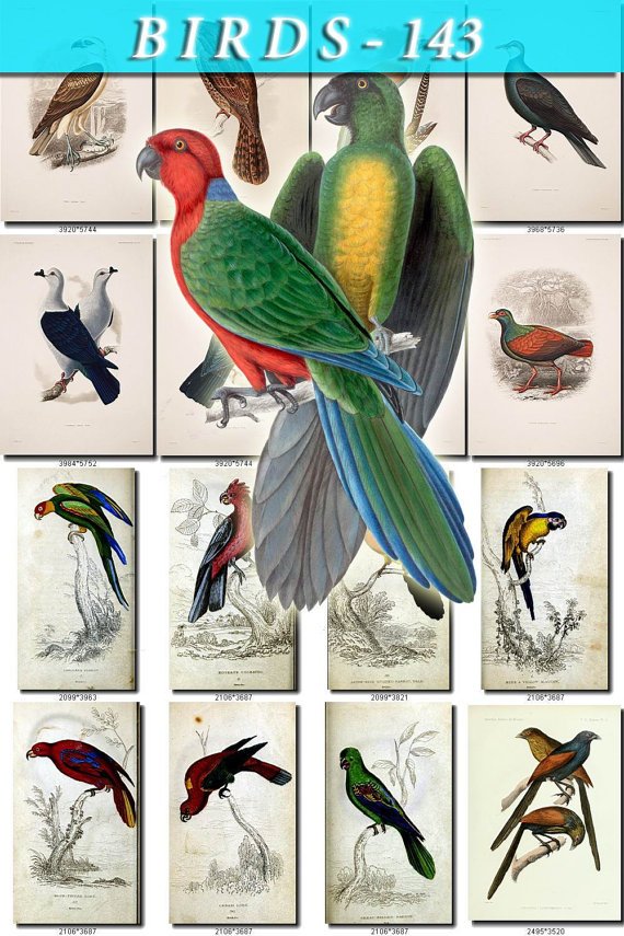 BIRDS-143 79 vintage print