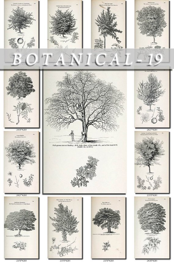 BOTANICAL-19-bw 307 black-, -white vintage print
