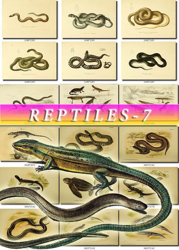 REPTILES & AMPHIBIAS-7-b1 176 vintage print