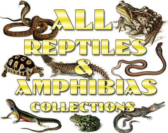 REPTILES , AMPHIBIAS Collections 1-20 with 4900 vintage print