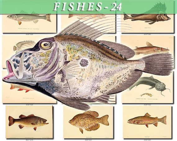 FISHES-24 69 vintage print