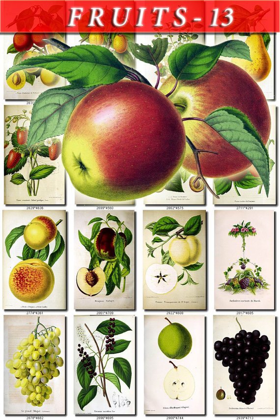 FRUITS VEGETABLES-13 80 vintage print