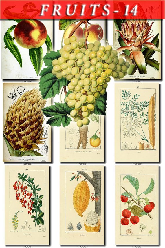 FRUITS VEGETABLES-14 72 vintage print