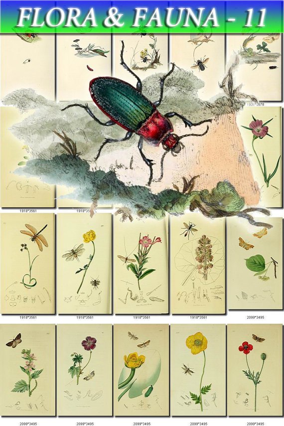 FLORA , FAUNA-11 206 vintage print