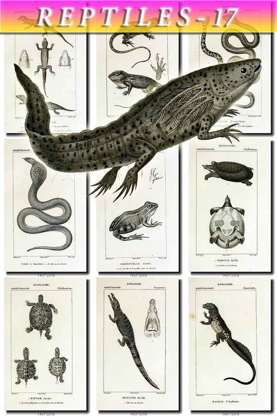 REPTILES & AMPHIBIAS-17-bw 55 black-, -white vintage print