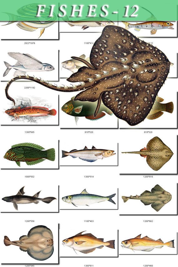 FISHES-12 115 vintage print