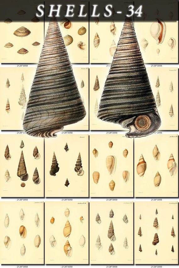 SHELLS-34 121 vintage print