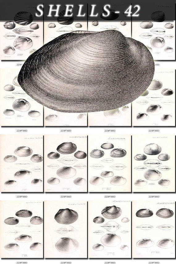 SHELLS-42-bw 176 vintage print