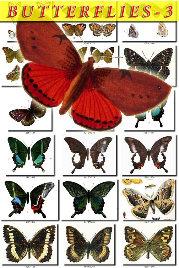 BUTTERFLIES-3 1000 vintage print