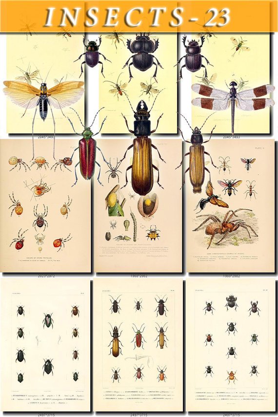 INSECTS-23 99 vintage print